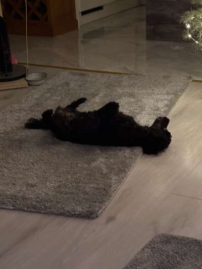 Fotosammlung: ,,Der natürliche Hund" Unbearbeitet, ungestellt und in Natura-Beitrag-Bild