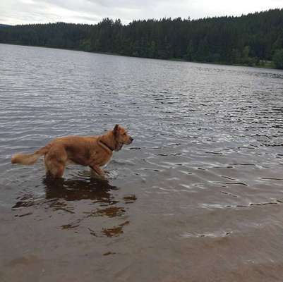 Dogorama-Monats-Challenge-Mai "Wasser"-Beitrag-Bild