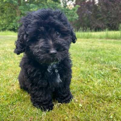 Hundetreffen-Welpenspielgruppe-Bild