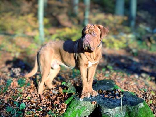 Bordeaux Dogge-Beitrag-Bild