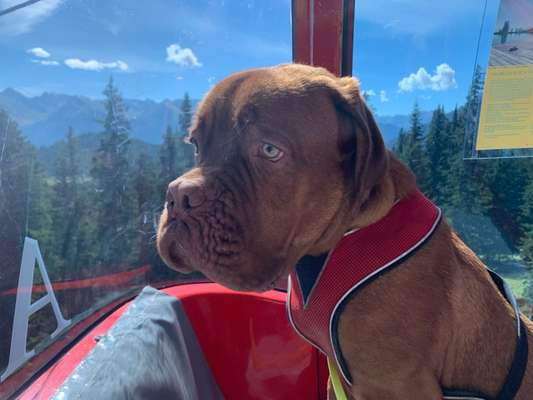 Bordeaux Dogge-Beitrag-Bild