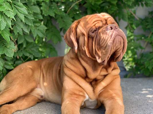 Bordeaux Dogge-Beitrag-Bild