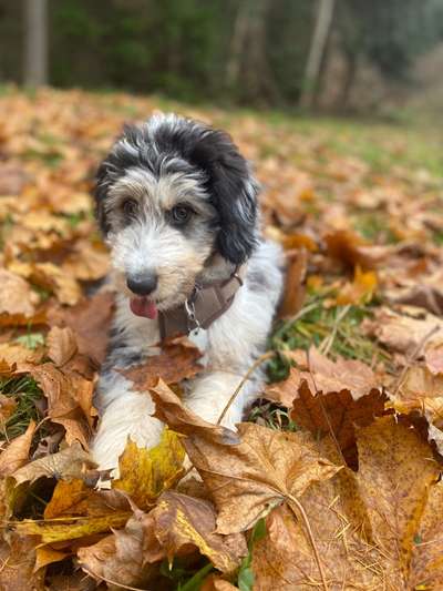 Fotochallenge Nr. 59 - Mein Hund zeigt die Zunge-Beitrag-Bild