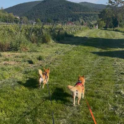 Hundetreffen-Gassirunden an der Waldstraße und Playdates-Bild