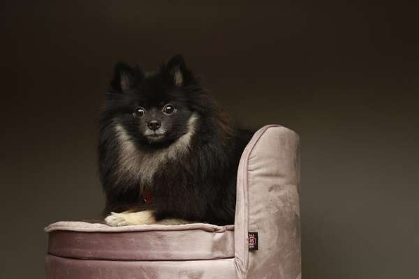 Dogorama Photo Challenge - Be my valentine-Beitrag-Bild