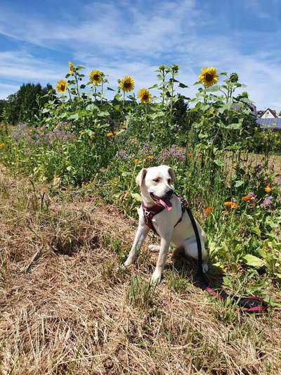 Hundetreffen-Suche Spielpartner-Bild