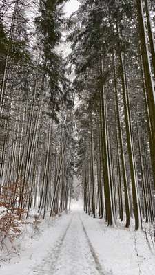 Hundeauslaufgebiet-Wald Affolterbach-Bild