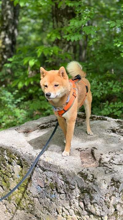 Hundetreffen-Shiba Inu Rüden-Bild