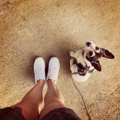 Die Dogorama Kalender Challenge 4/4-Beitrag-Bild