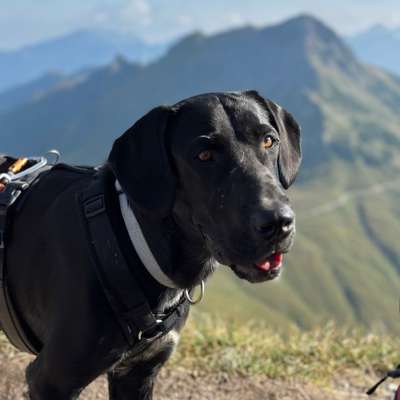 Hundetreffen-Social Walk / Spielegruppe-Bild