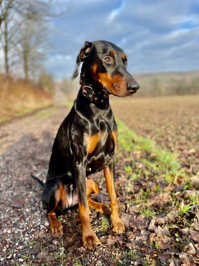 Hundetreffen-Ich suche Spielkameraden-Bild