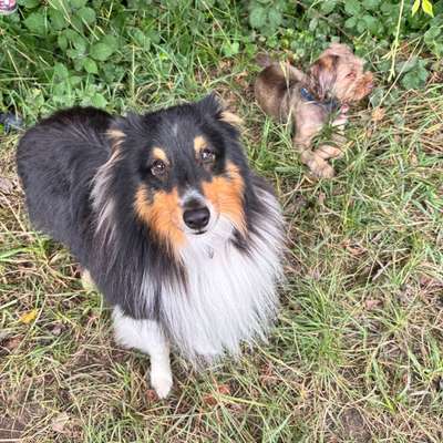 Suchmeldung-Oscar-Bild