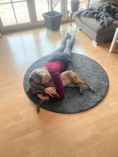 Hundetreffen-Spiel-/Gassirunde-Bild