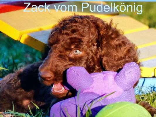 Welpen Bilder !-Beitrag-Bild