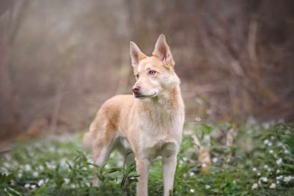 Hundetreffen-Socialwalk Nähe/Umgebung Kandern-Bild