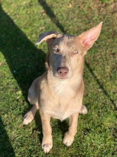 Zeigt mir eure Schäferhund Mischlinge :-)-Beitrag-Bild