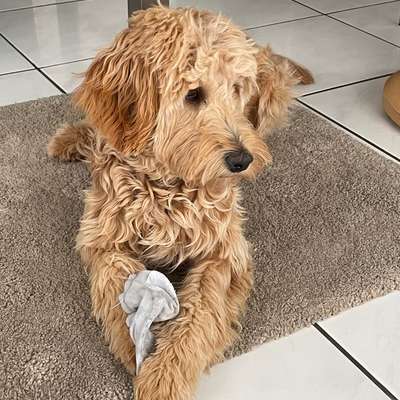 Hundetreffen-Spazieren und spielen-Bild