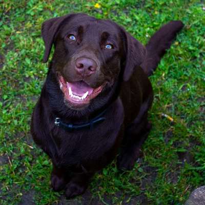 Hundetreffen-Toberunde