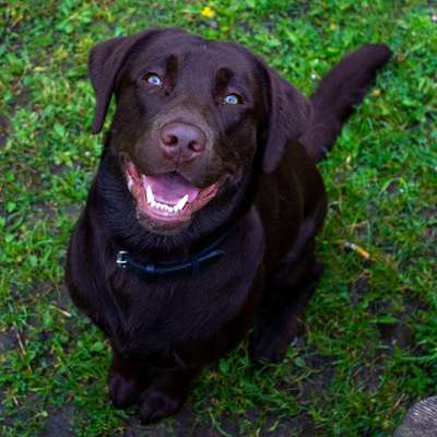 Hundetreffen-Toberunde-Profilbild