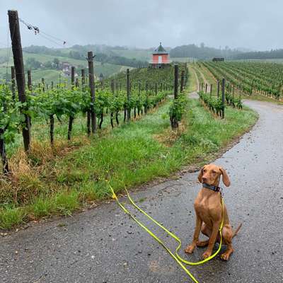 Hundetreffen-Gassi und Spielrunde-Bild