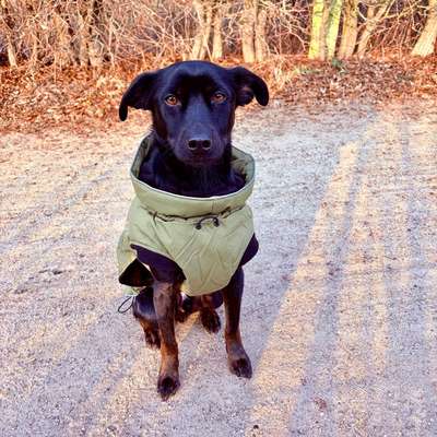 TierschutzhundeStammtisch🐕-Beitrag-Bild