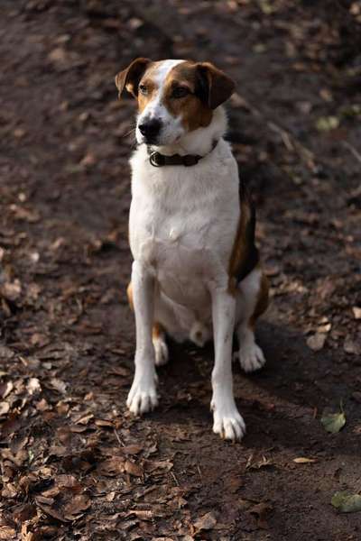 Hundetreffen-Begegnungstraining-Bild