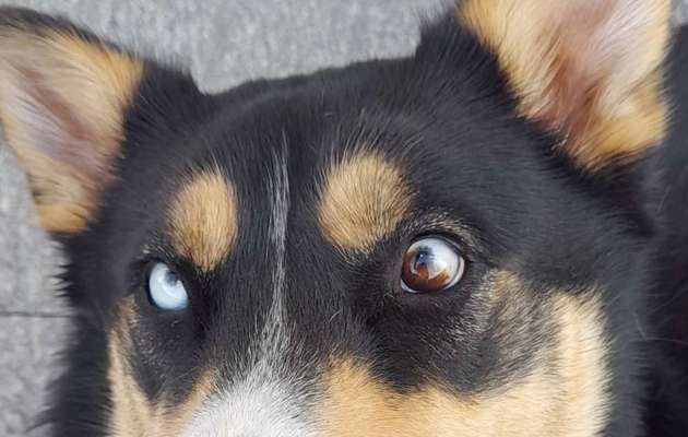 Berner Sennen-Beitrag-Bild