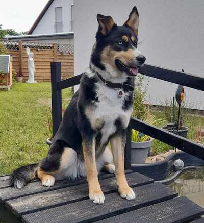 Berner Sennen-Beitrag-Bild