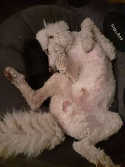 Alles rund um den Pudel-Beitrag-Bild