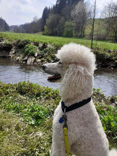 Alles rund um den Pudel-Beitrag-Bild