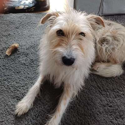 Hundetreffen-Gemeinsames Gassi gehen-Bild