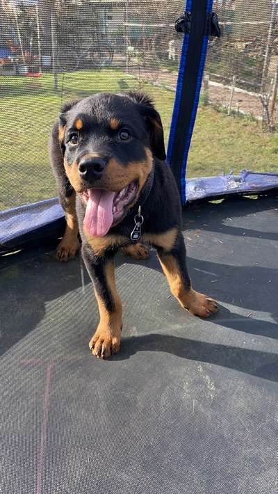 Hundetreffen-Spielkameraden zum austoben gesucht-Bild