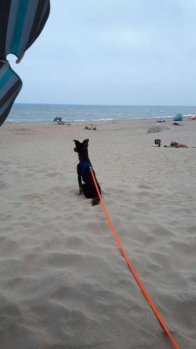 Hundestrand Niederlande-Beitrag-Bild