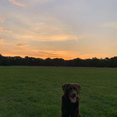 Hundetreffen-Gassirunde mit Hund und Kind in Kleinzschocher-Bild