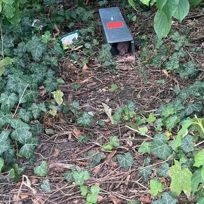 Giftköder-Rattengift aus Falle ausgetreten-Bild