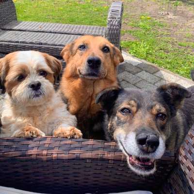 Hundetreffen-Gassirunde am Gorinsee-Profilbild