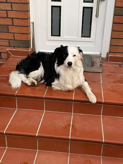 Gibt's hier noch mehr Border Collies???-Beitrag-Bild