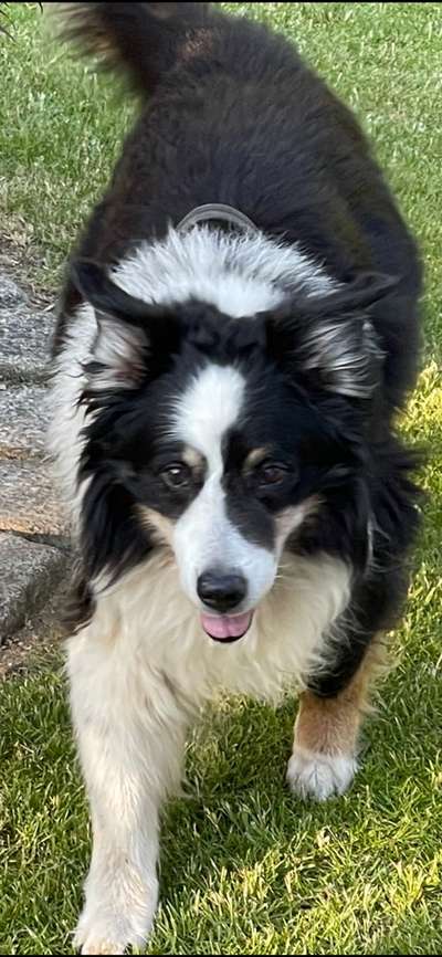 Gibt's hier noch mehr Border Collies???-Beitrag-Bild