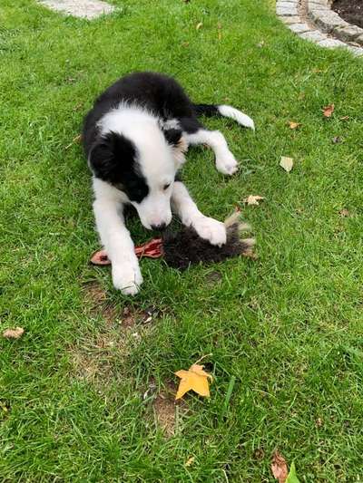 Gibt's hier noch mehr Border Collies???-Beitrag-Bild