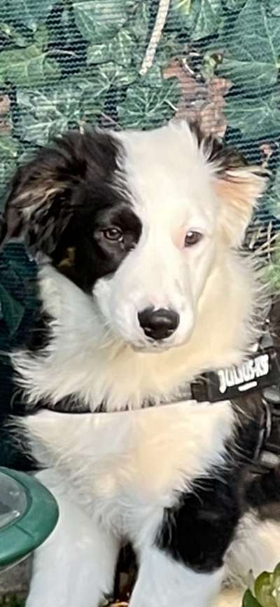 Gibt's hier noch mehr Border Collies???-Beitrag-Bild