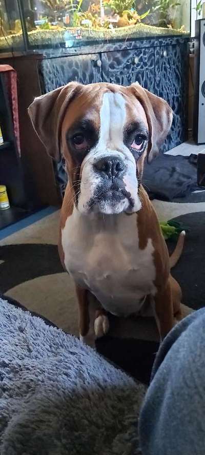 Die Dogorama Kalender Challenge Titelbild-Beitrag-Bild