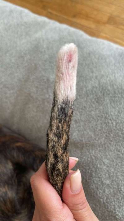 Warum knabbert sich der hund an der Rute-Beitrag-Bild