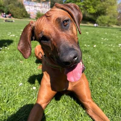 Hundetreffen-Spielfreunde für Klara-Bild