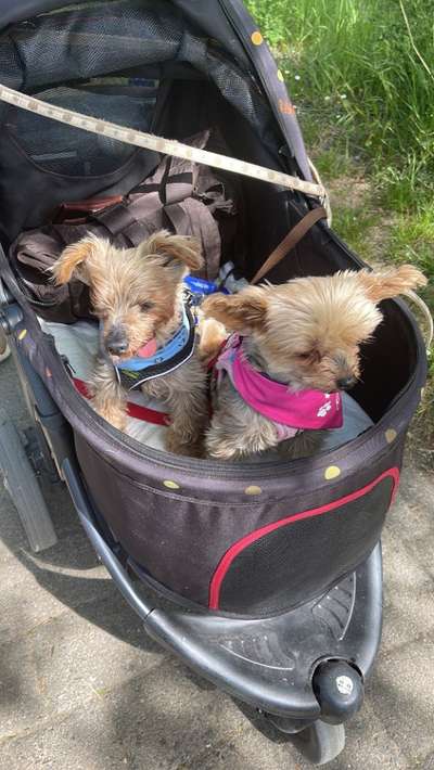 Wenn Hunde altern-Beitrag-Bild