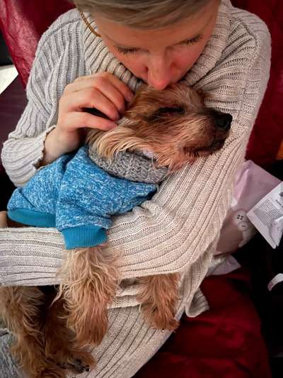 Wenn Hunde altern-Beitrag-Bild