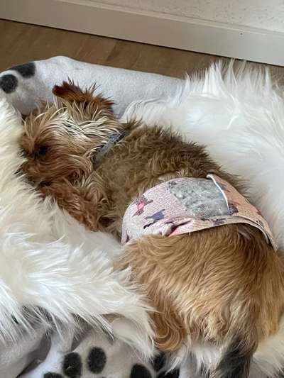 Wenn Hunde altern-Beitrag-Bild