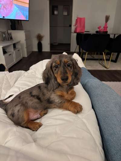 Hundetreffen-Welpenfreunde zum Spielen und Spazieren gesucht-Bild