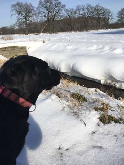 Die Dogorama Monats Challenge "Es grünt und blüht"-Beitrag-Bild