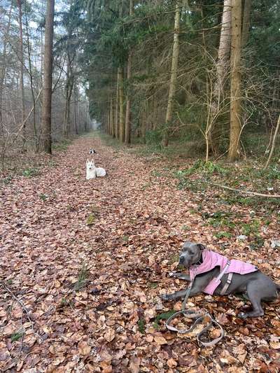 Hundetreffen-Hundebegegnungen-/ Gassi Runde ohne Hundekontakt-Bild