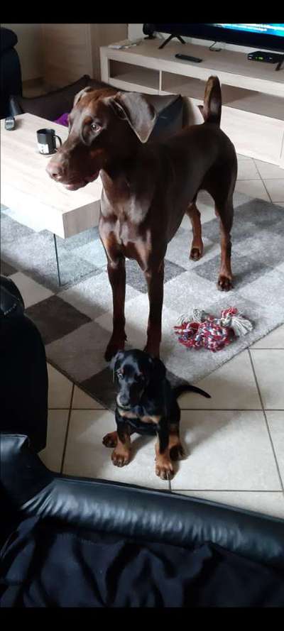 Dogorama Photo Challenge - Tre Chic!-Beitrag-Bild